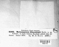 Melampsora eucalypti image